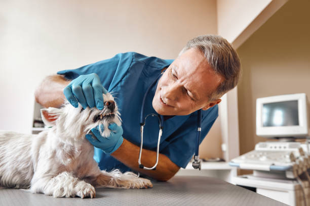 Best Emergency Broken Tooth Repair in Trainer, PA
